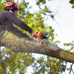 Tree Service Prevents
