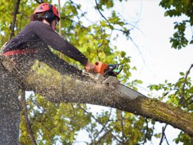 Tree Service Prevents
