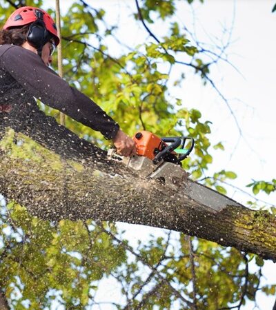 Tree Service Prevents