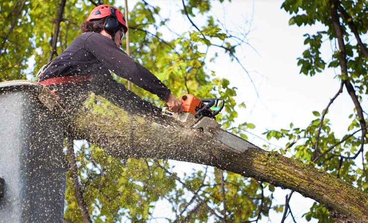Tree Service Prevents