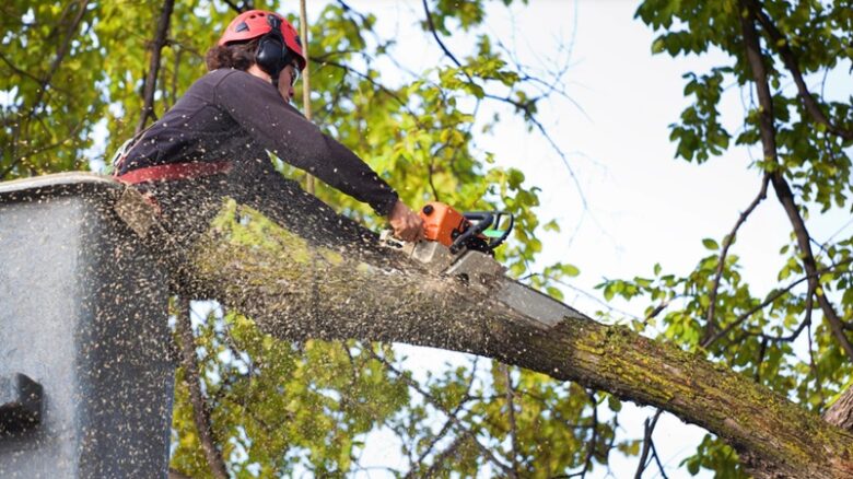 Tree Service Prevents